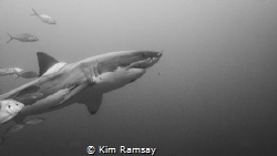 Imax the 4.6m Great White Shark of the Neptune Islands by Kim Ramsay 